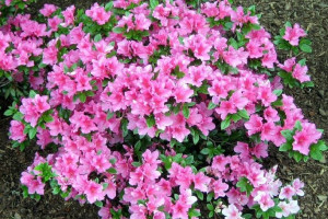Azalia Japońska KERMASINA ROSE Różowa