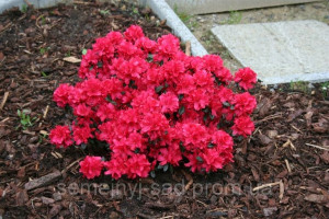 Azalia Japońska Rhododendron japonicum 'Rubinetta'