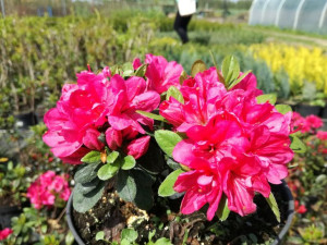 Azalia Japońska Rhododendron japonicum' CAMZONETTA