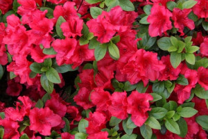 Azalia Rhododendron japonicum 'Toreador Czerwona'