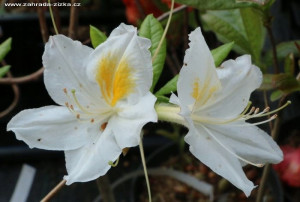 Azalia wielkokwiatowa 'Rhododendron' BIAŁA