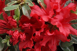 Azalia wielkokwiatowa 'Rhododendron' CZERWONA