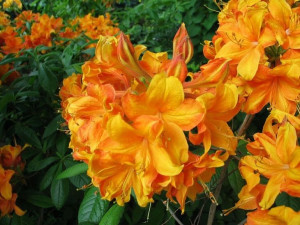 Azalia wielkokwiatowa 'Rhododendron' KLONDYKE