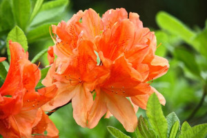 Azalia wielkokwiatowa 'Rhododendron' POMARAŃCZOWA