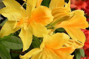 Azalia wielkokwiatowa 'Rhododendron' ŻÓŁTA
