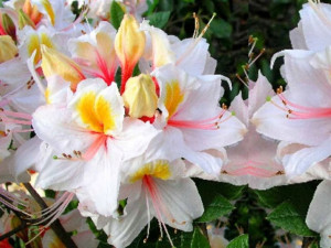 Azalia wielkokwiatowa ARIMA -- NR 1258