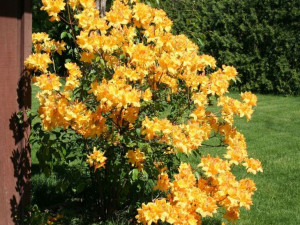 Azalia wielkokwiatowa GOLDEN LIGHT -- NR 1260