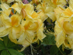 Azalia wielkokwiatowa GOLDEN SUNSET ŻÓŁTA