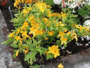 Azalia wielkokwiatowa GOLDTOPAS -- NR 1261