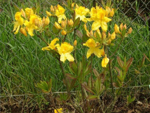 Azalia wielkokwiatowa LIMETTA-- NR 1264