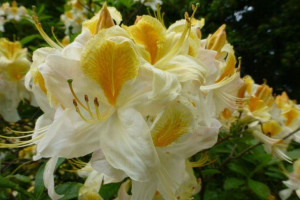 Azalia wielkokwiatowa SCHNEEGOLD