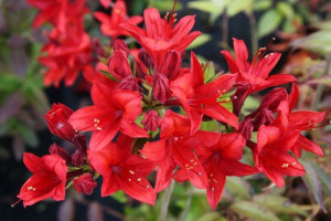 Azalia wlkp BORDOWA nr 612a
