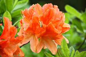 Azalia wlkp POMARAŃCZOWA nr 615a