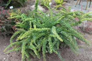Berberys 'Berberis' ZIELONY