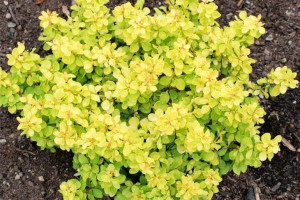 Berberys 'Berberis' ŻÓŁTY
