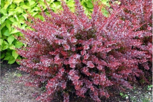 Berberys Berberis "Czerwony"