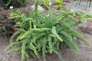 Berberys Berberis 'Zielony'
