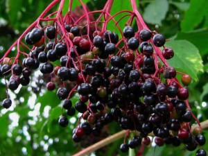 Bez Czarny 'Sambucus nigra' AUREA