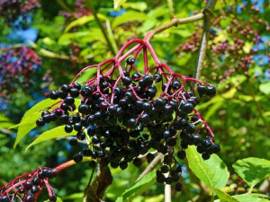 Bez Czarny 'Sambucus nigra' NIGRA