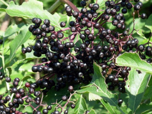 Bez Czarny 'Sambucus nigra' SAMPO