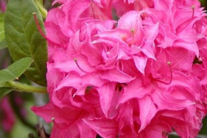 Azalia wielkokwiatowa 'Rhododendron' RÓŻOWA