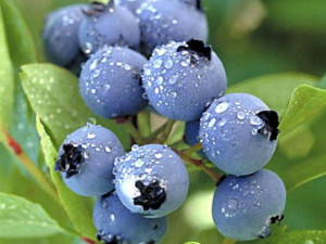 Borówka A 'Vaccinium corymbosum ' BLUETTA