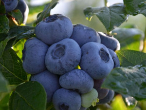 Borówka A 'Vaccinium corymbosum ' CHENTICLER