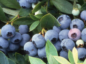 Borówka A 'Vaccinium corymbosum ' DARROW