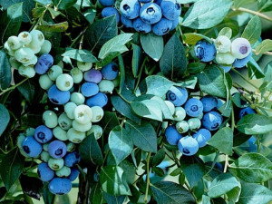 Borówka A 'Vaccinium corymbosum ' DUKE