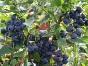 Borówka A 'Vaccinium corymbosum ' NELSON
