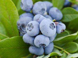 Borówka A 'Vaccinium corymbosum 'GOLDTRAUBE