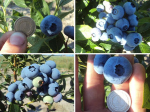 Borówka A Vaccinium corymbosum' Zestaw PÓŹNY