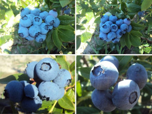 Borówka A Vaccinium corymbosum' Zestaw ŚREDNI