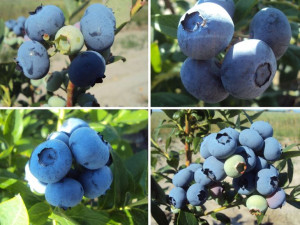 Borówka A. 'Vaccinium corymbasum' ZESTAW MIESZANY