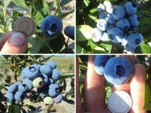 Borówka A. 'Vaccinium corymbasum' ZESTAW PÓŹNY