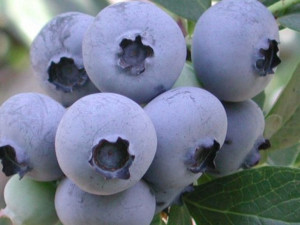 Borówka A. Vaccinium corymbosum 'Bluegold'