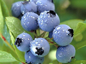 Borówka A. Vaccinium corymbosum 'Bluetta'