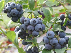 Borówka A. Vaccinium corymbosum 'Northland'