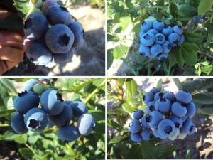 Borówka A. Vaccinium corymbosum 'Zestaw Wczesny'