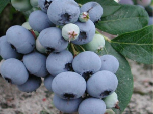Borówka Amer. 'Vaccinium corymbasum' DENISE BLUE