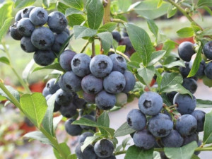 Borówka Amer. 'Vaccinium corymbasum' NORTHLAND