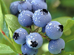 Borówka Amerykańska 'Vaccinium corymbasum' BLUETTA