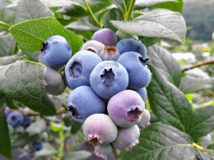 Borówka Amerykańska 'Vaccinium corymbasum' BONUS