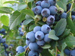 Borówka Amerykańska 'Vaccinium corymbasum' BRIGIDA