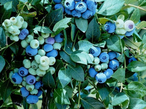 Borówka Amerykańska 'Vaccinium corymbasum' DUKE