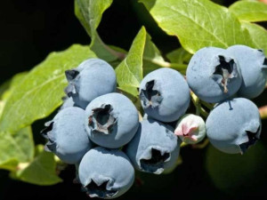 Borówka Amerykańska 'Vaccinium corymbasum' PATRIOT