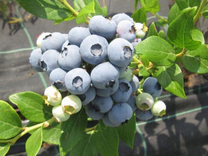 Borówka Amerykańska 'Vaccinium corymbasum' RUBEL