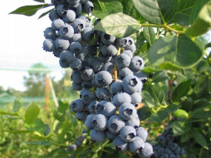 Borówka Amerykańska 'Vaccinium corymbasum' SIERRA