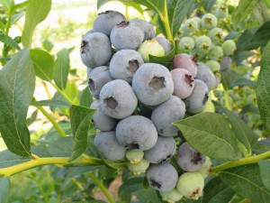 Borówka Amerykańska 'Vaccinium corymbasum' SUNRISE