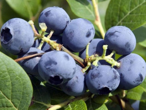 Borówka Amerykańska 'Vaccinium corymbasum' TORO